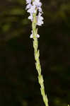 Narrowleaf vervain